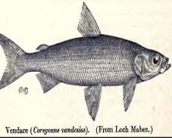 The vendace (Coregonus vandesius) which is a rare species of fish is only found in this area.
